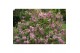 Syringa bloomerang pink perfume 