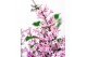 Syringa bloomerang pink perfume 