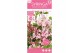 Syringa bloomerang pink perfume 