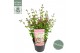 Syringa bloomerang pink perfume 