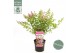 Syringa bloomerang pink perfume 