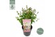 Syringa bloomerang pink perfume 