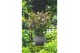 Syringa bloomerang pink perfume 