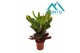 Codiaeum variegatum excellent 