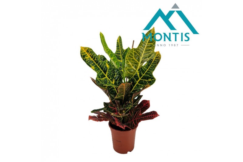 Codiaeum variegatum excellent 
