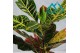 Codiaeum variegatum excellent 
