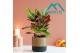 Codiaeum variegatum excellent 