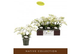 Phalaenopsis multiflora wit 3 tak freedanzo dove