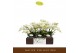 Phalaenopsis multiflora wit 3 tak freedanzo dove 