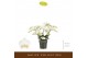 Phalaenopsis multiflora wit 3 tak freedanzo dove 