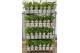 Hydrangea arborescens incrediball Strong Annabelle®  *Volle CC* 