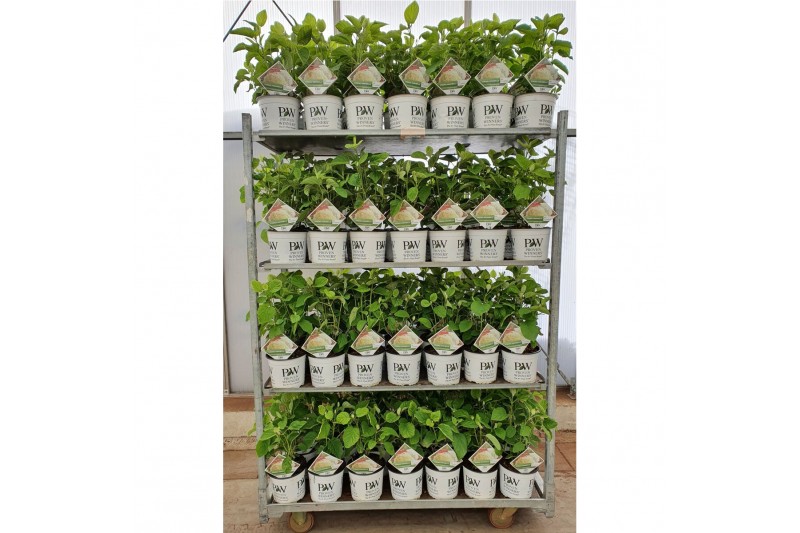 Hydrangea arborescens incrediball Strong Annabelle®  *Volle CC* 
