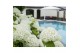 Hydrangea arborescens incrediball Strong Annabelle®  *Volle CC* 