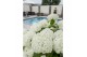 Hydrangea arborescens incrediball Strong Annabelle®  *Volle CC* 
