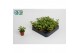 Portulacaria afra 