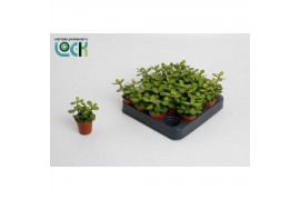 Portulacaria afra