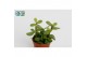 Portulacaria afra 