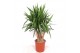 Yucca elephantipes Vertakt 