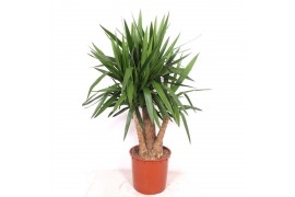 Yucca elephantipes Vertakt