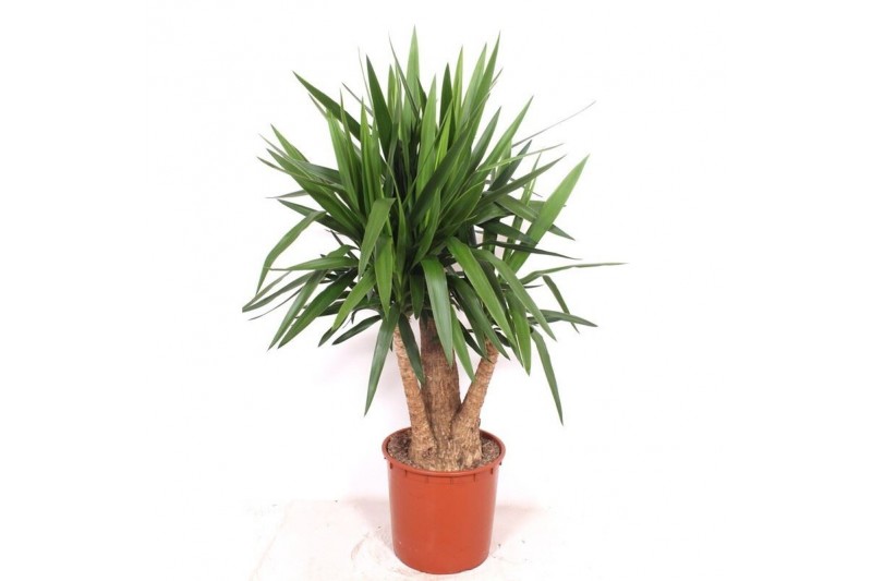 Yucca elephantipes Vertakt 