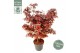 Acer palmatum shaina 
