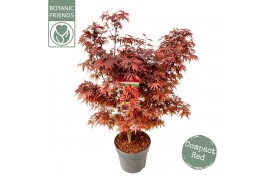 Acer palmatum shaina