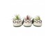 Tillandsia arrangement Mini Dude 