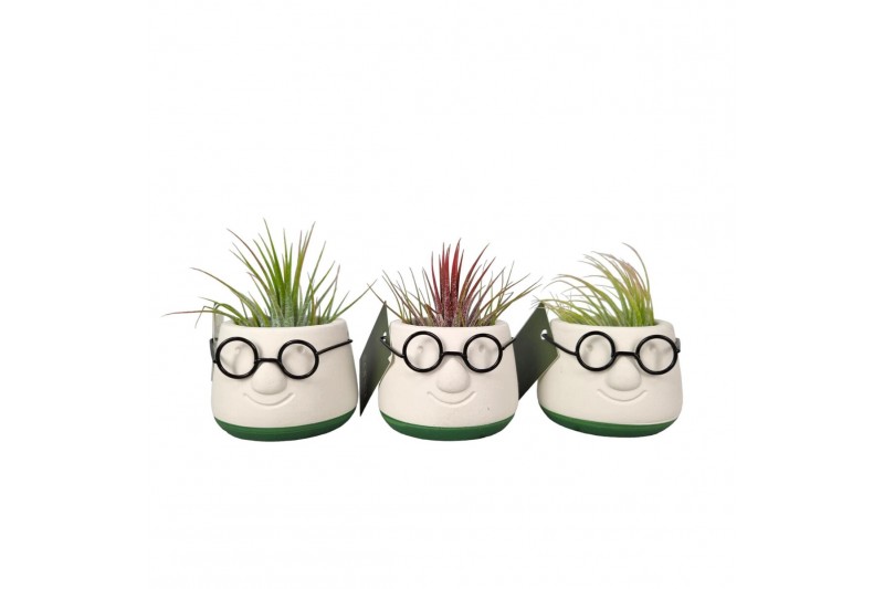 Tillandsia arrangement Mini Dude 