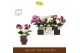 Phalaenopsis multiflora mix Freedanzo Songbird Mix in Emilia Mix Aquo  