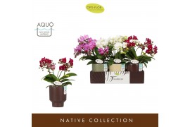 Phalaenopsis multiflora mix Freedanzo Songbird Mix in Emilia Mix Aquo 