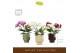 Phalaenopsis multiflora mix Freedanzo Songbird Mix in Emilia Mix Aquo  