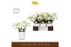 Phalaenopsis multiflora wit Freedanzo Dove in Molise White Aquo 35 bl. 