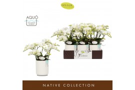 Phalaenopsis multiflora wit Freedanzo Dove in Molise White Aquo 35 bl.