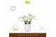 Phalaenopsis multiflora wit Freedanzo Dove in Molise White Aquo 35 bl. 