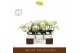 Phalaenopsis multiflora wit Freedanzo Dove in Molise White Aquo 35 bl. 