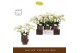 Phalaenopsis multiflora wit Freedanzo Dove in Emilia Brown Aquo 30 bl. 