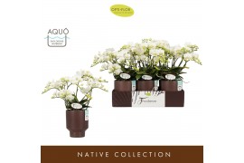 Phalaenopsis multiflora wit Freedanzo Dove in Emilia Brown Aquo 30 bl.