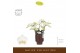 Phalaenopsis multiflora wit Freedanzo Dove in Emilia Brown Aquo 30 bl. 