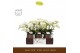 Phalaenopsis multiflora wit Freedanzo Dove in Emilia Brown Aquo 30 bl. 
