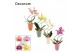 Phalaenopsis mix Phalaenopsis hurricane mix in Carly (Craft world-coll 