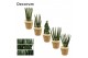 Sansevieria cylindrica mix in amber mand deco decorum 
