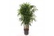 Rhapis excelsa 
