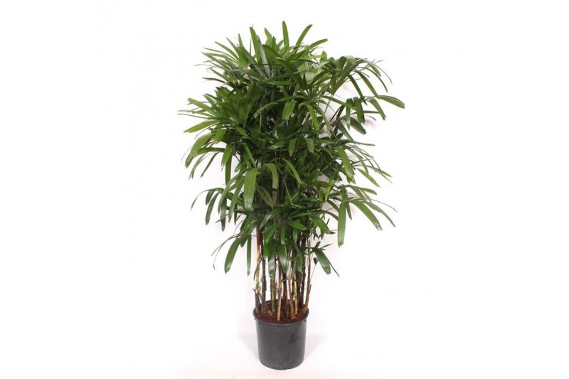 Rhapis excelsa 