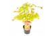 Acer shirasawanum moonrise extra kwaliteit 