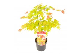 Acer shirasawanum moonrise extra kwaliteit