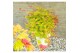 Acer shirasawanum moonrise extra kwaliteit 