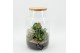 Arrangementen kamerplanten ESCR-2505W Essentials terrarium 2 pp 