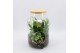 Arrangementen kamerplanten GRCR-2546 Green Essentials Terrarium 3 pp 