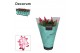 Schlumbergera rood decorum in hoes 
