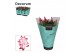 Schlumbergera rood decorum in hoes 
